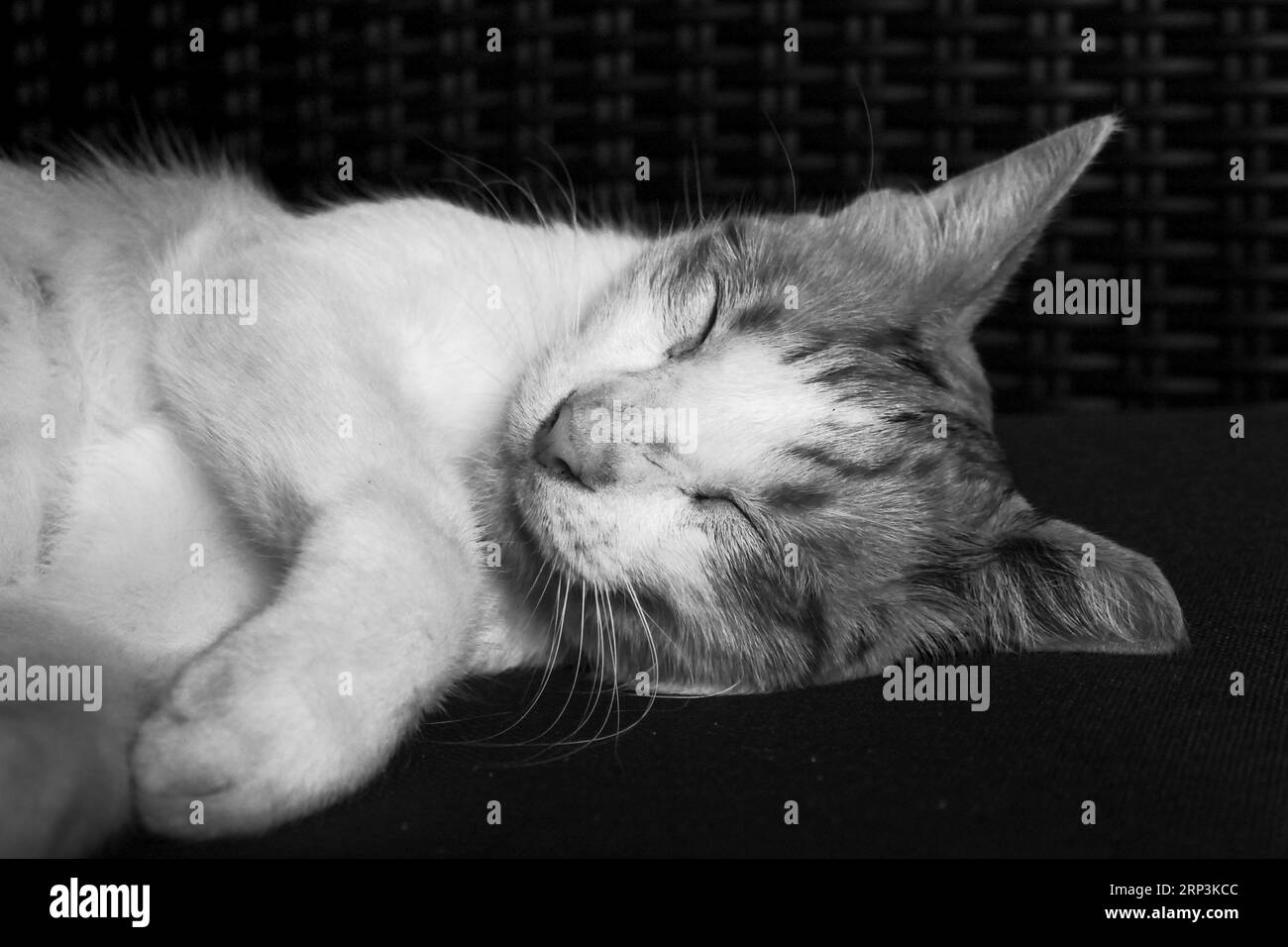Un primo piano di un gatto che dorme tranquillamente su un divano, con gli occhi chiusi in un sonno profondo Foto Stock