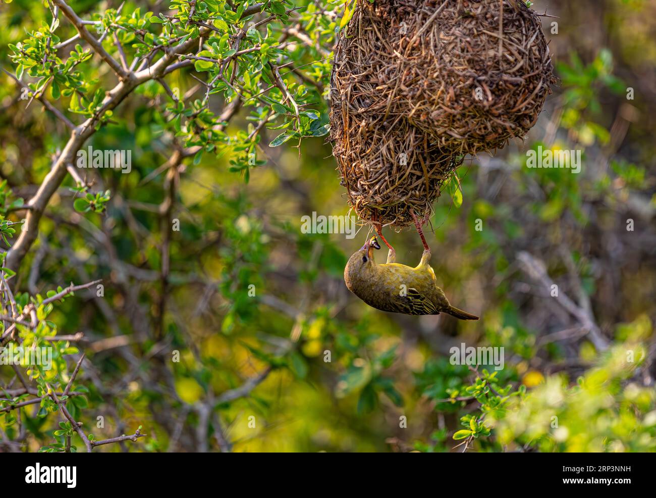 Weaver Bird e il suo nido, West Coast National Park, Sud Africa Foto Stock