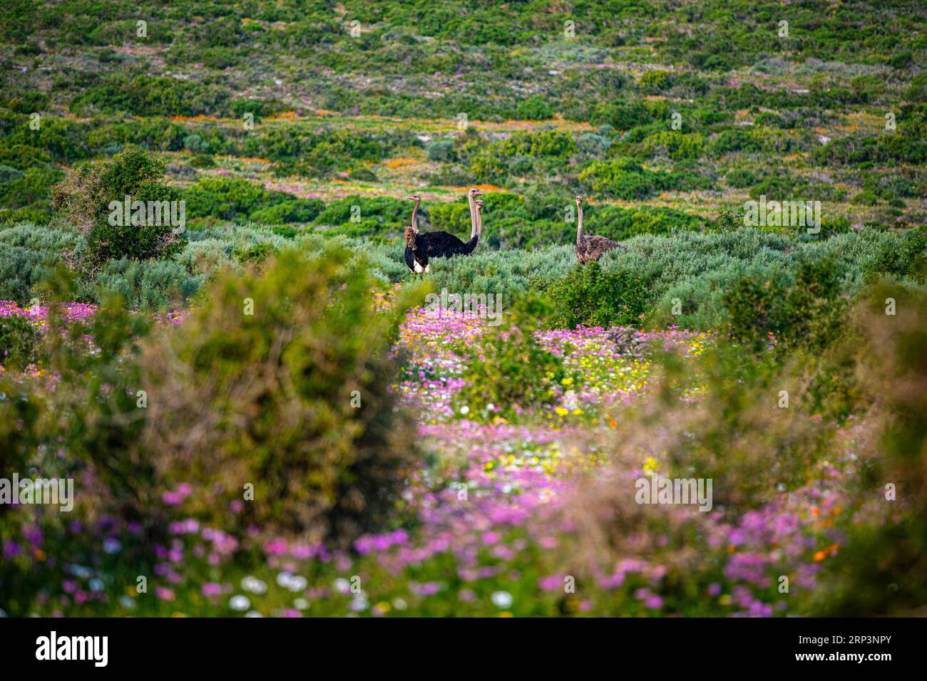 Struzzi in un campo di fiori durante la stagione dei fiori, West Coast National Park, Sud Africa Foto Stock