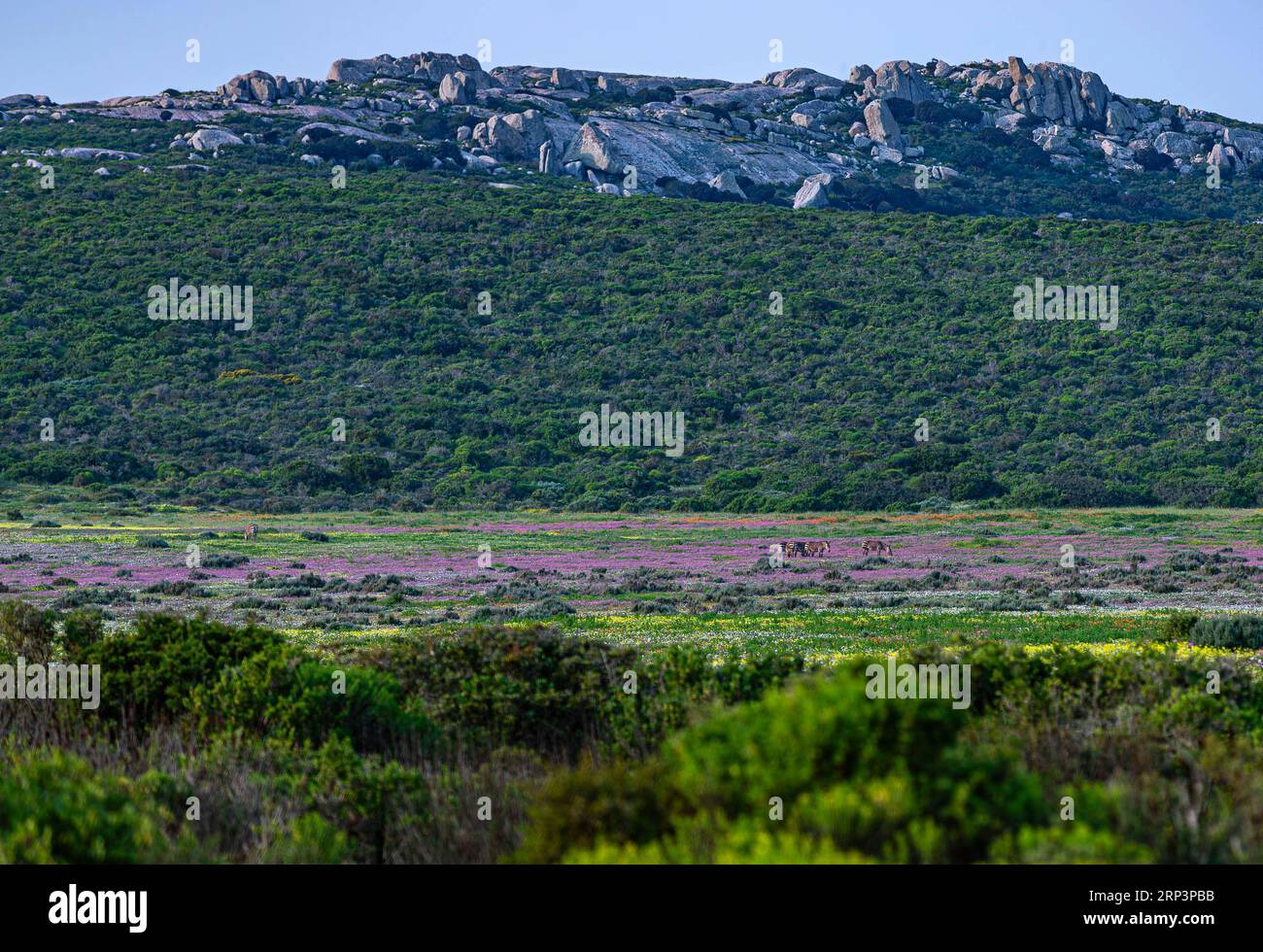 Fiori che fioriscono durante la stagione dei fiori nel West Cape National Park, città del Capo, Sud Africa Foto Stock