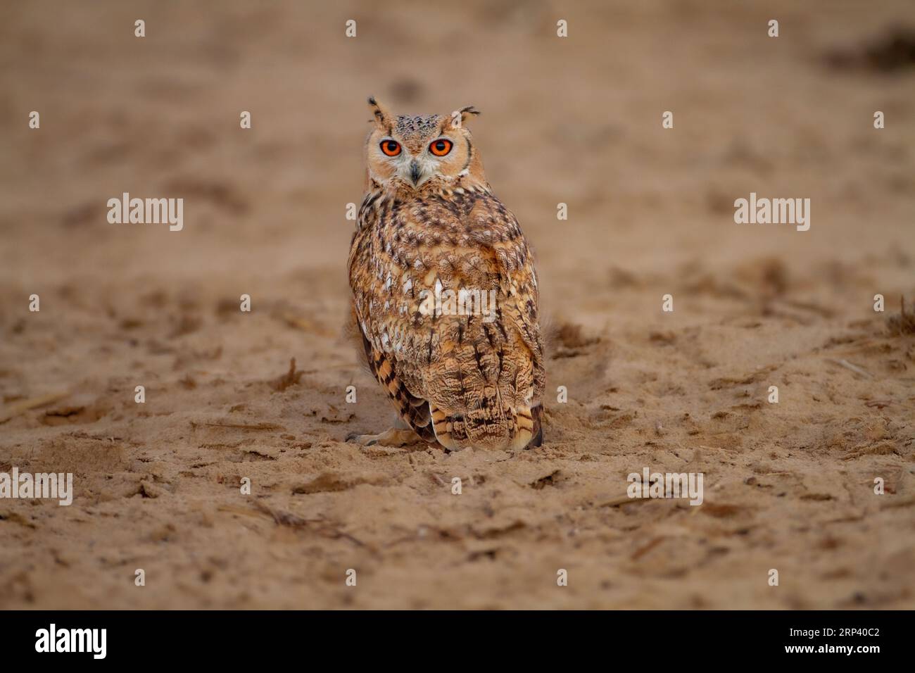 Il faraone il gufo reale Foto Stock