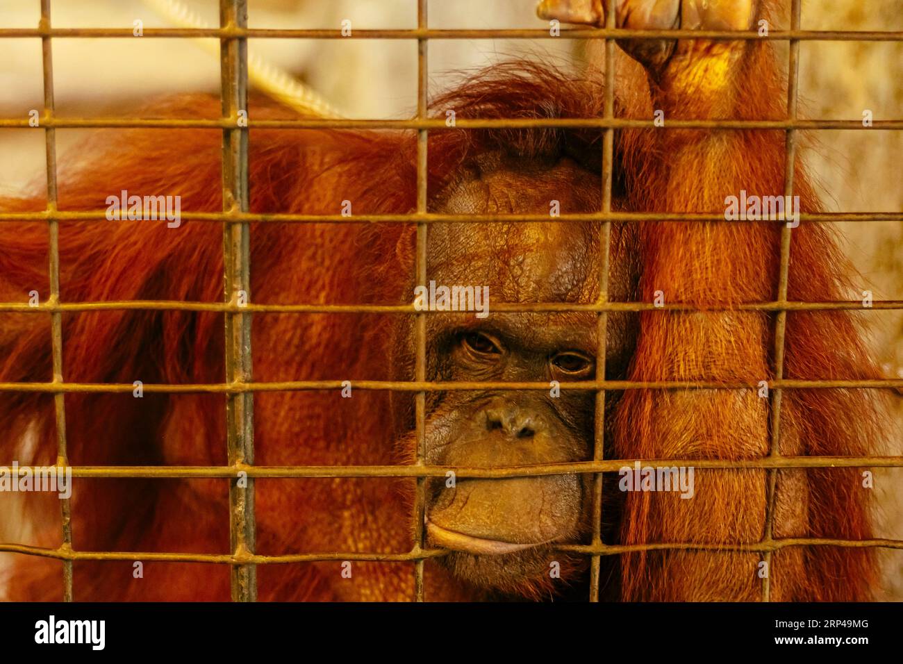 Occhi della natura selvaggia: Lo sguardo penetrante di un Orangutan dalla sua gabbia" Foto Stock