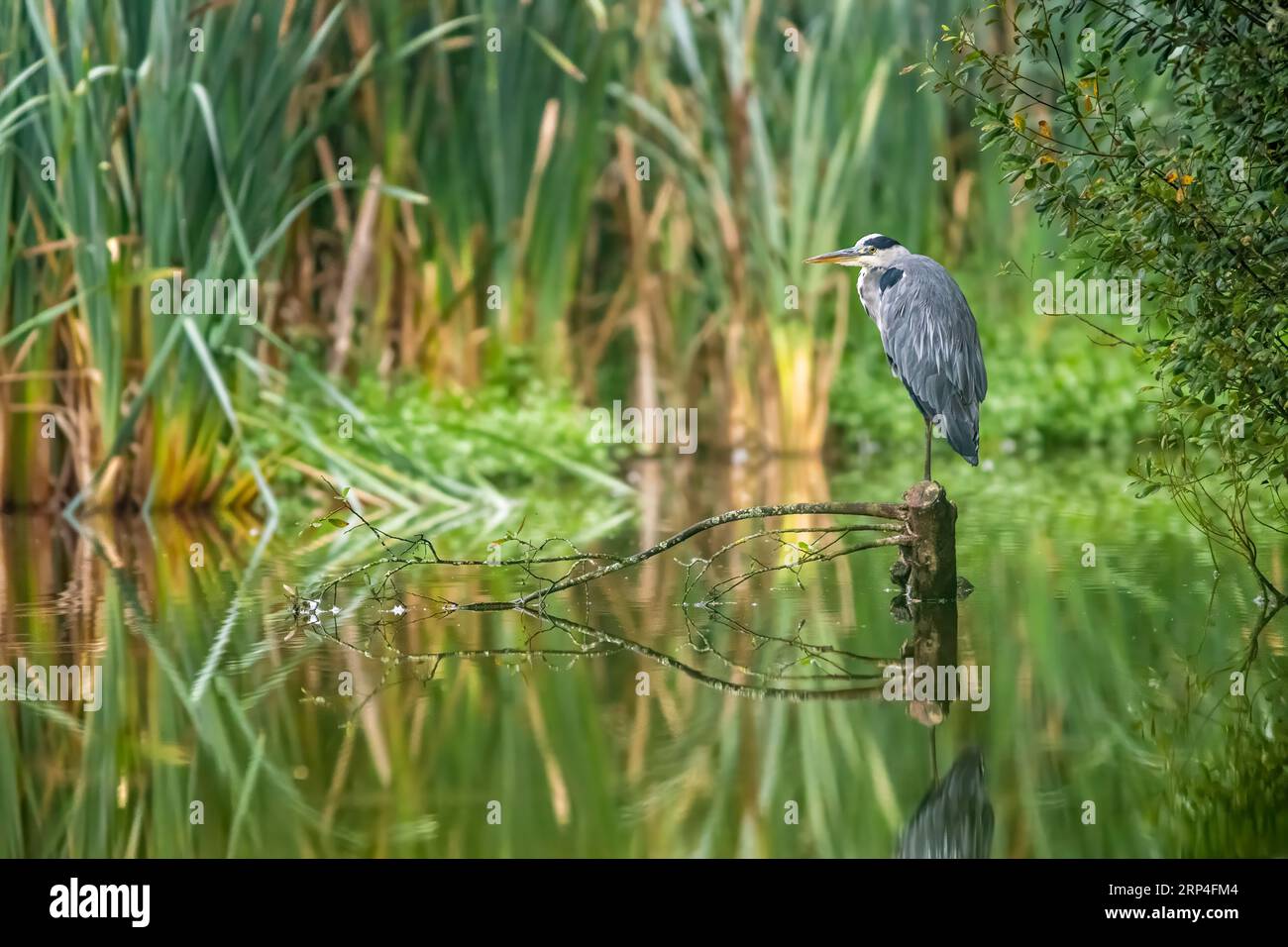 Heron grigio, Ardea cinerea uccello nell'habitat Foto Stock