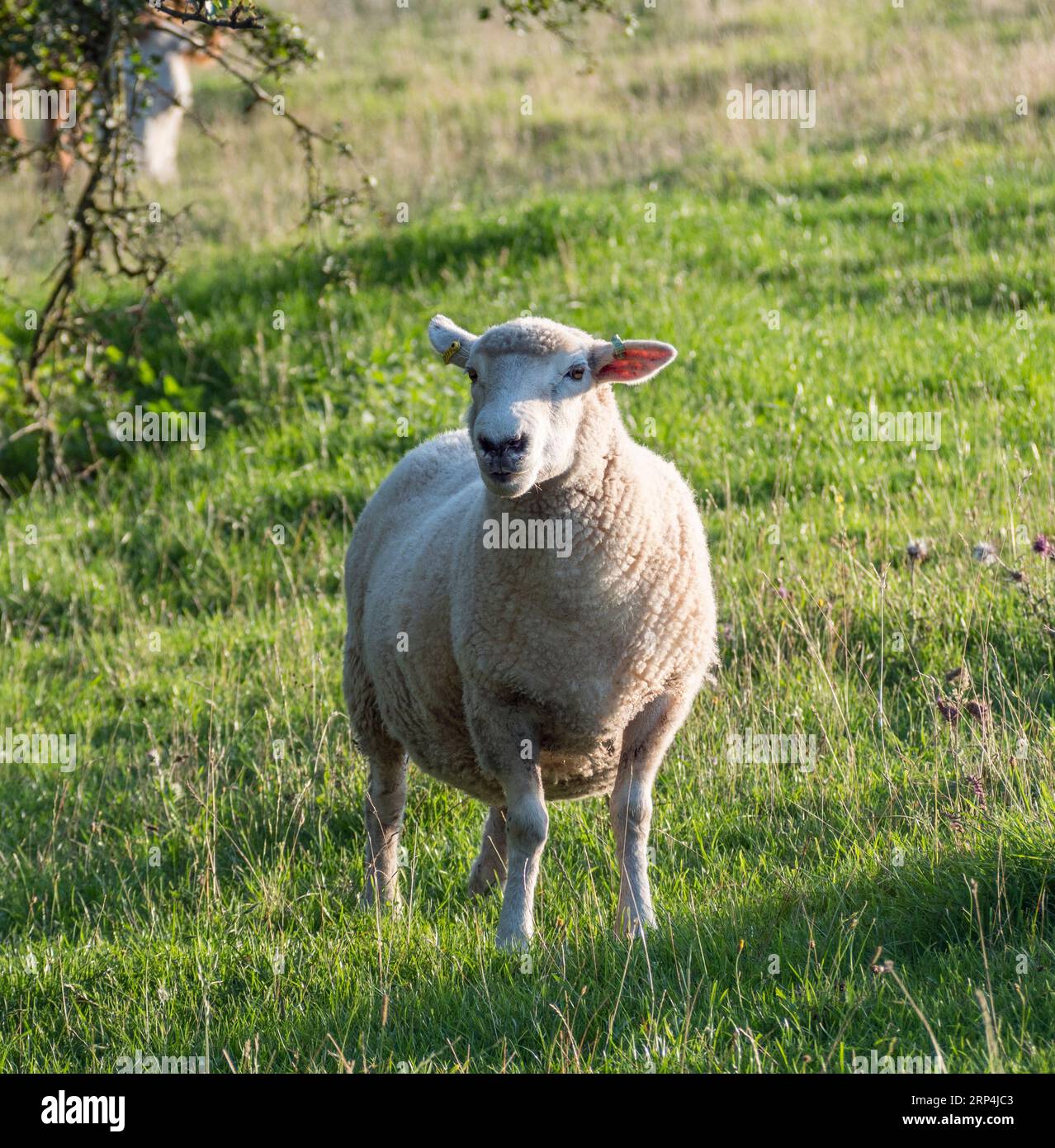 Pecore che pascolano sull'erba nella campagna dell'East Sussex, Regno Unito. Foto Stock
