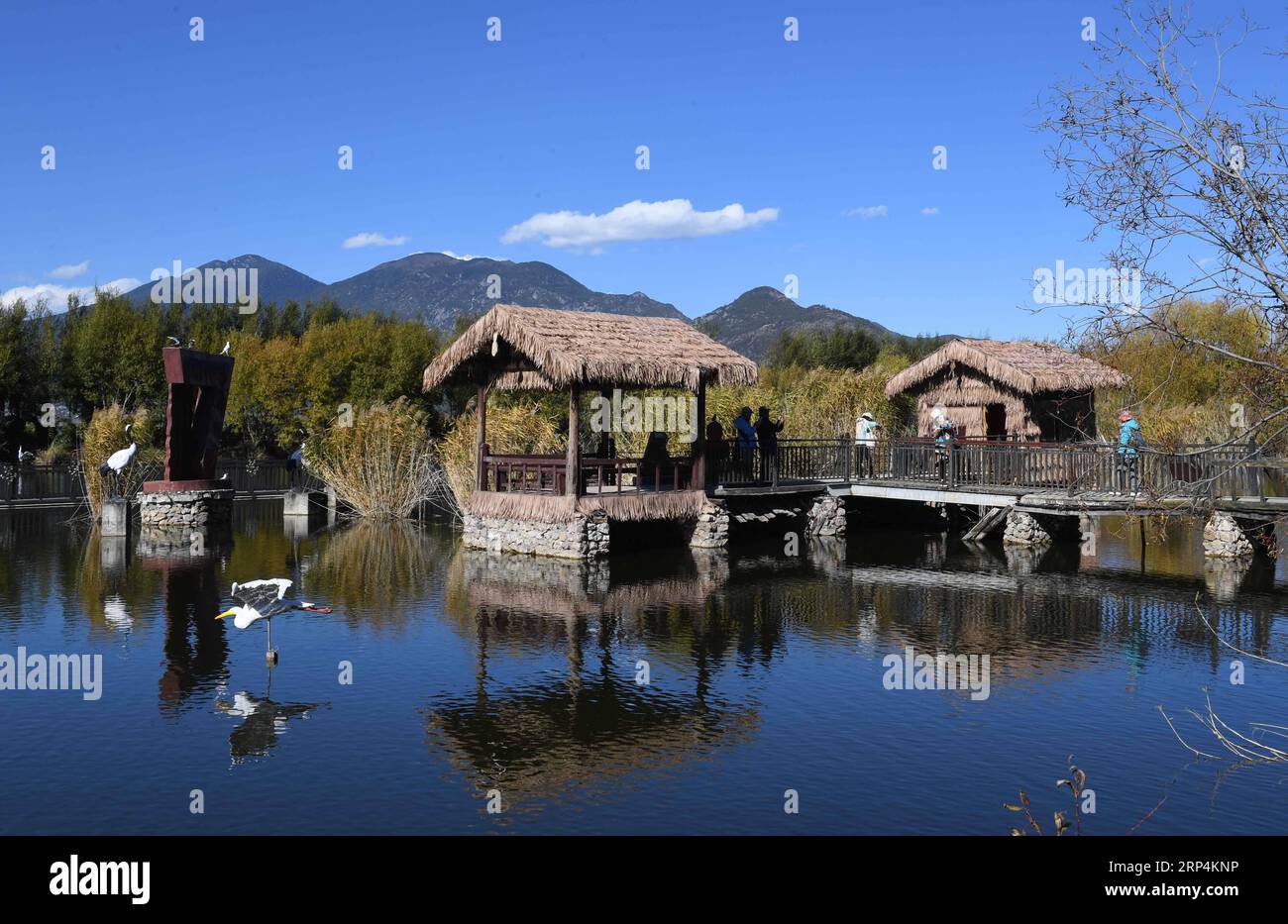 (181111) -- YULONG, 11 novembre 2018 -- i turisti visitano il parco delle paludi Lashihai nella contea autonoma di Yulong Naxi nella città di Lijiang, nella provincia dello Yunnan della Cina sud-occidentale, 11 novembre 2018. ) (Gxn) CHINA-YUNNAN-WETLAND PARK-SCENERY (CN) YangxZongyou PUBLICATIONxNOTxINxCHN Foto Stock