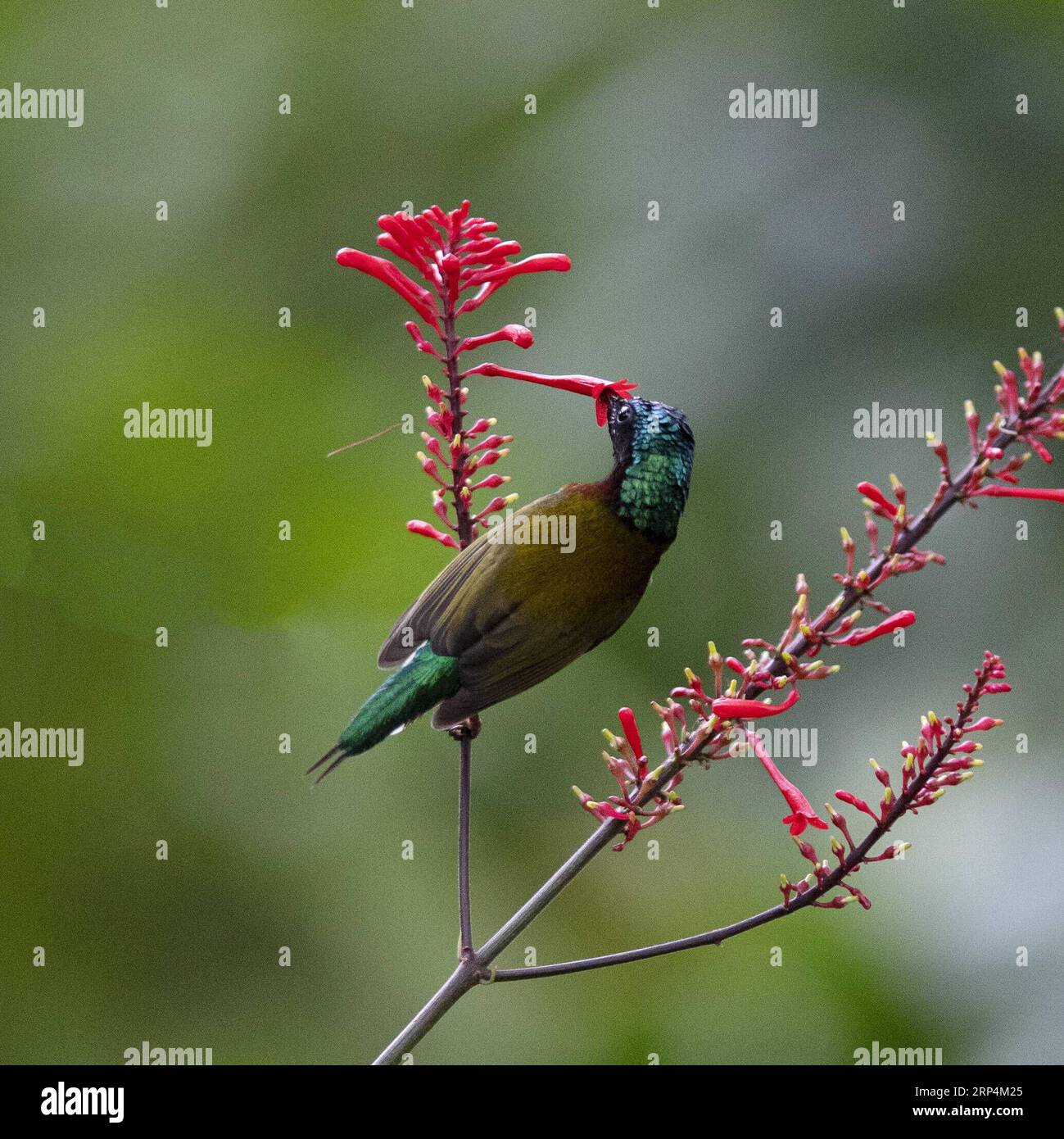 (181112) -- FUZHOU, 12 novembre 2018 -- Un uccello del sole raccoglie miele da un fiore nel Parco forestale nazionale di Fuzhou, capitale della provincia del Fujian della Cina sudorientale, 10 novembre 2018. ) (Ry) CHINA-FUZHOU-FLOWERS-BIRD (CN) MeixYongcun PUBLICATIONxNOTxINxCHN Foto Stock