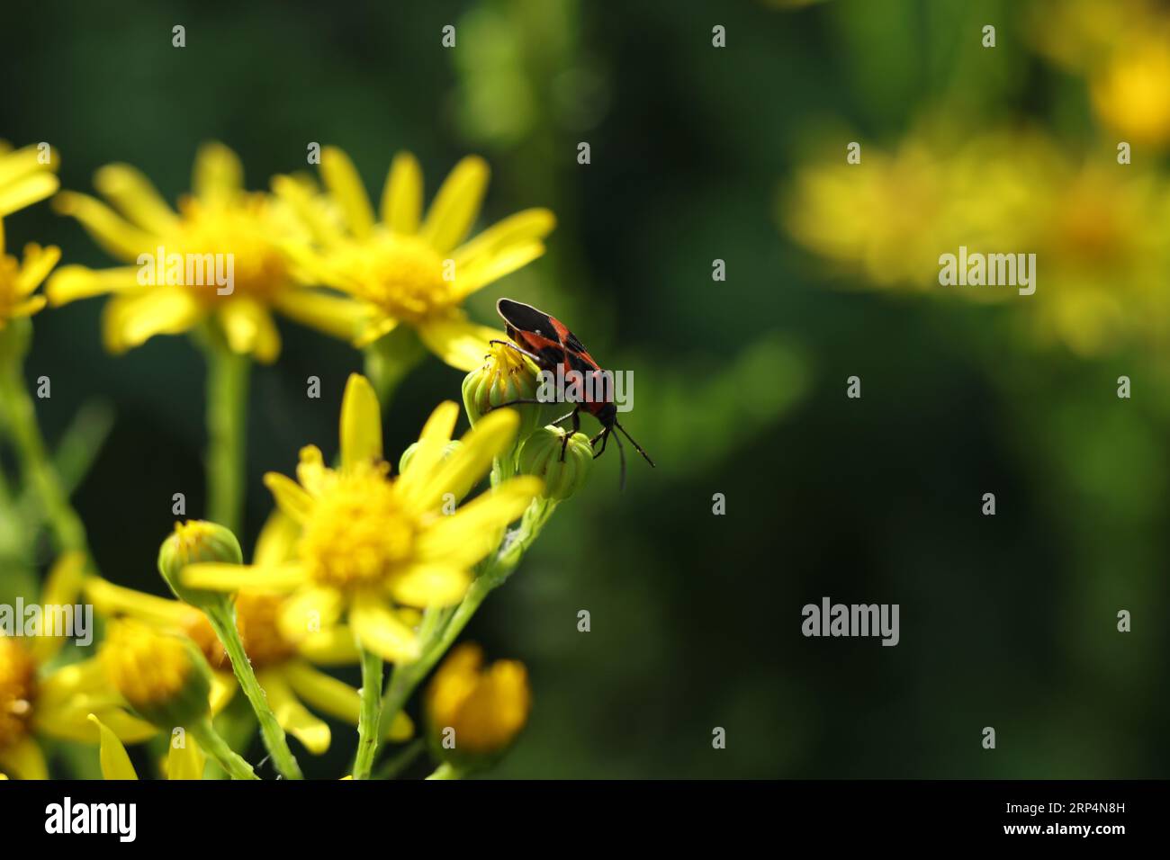 La cimice del fuoco, Pyrrhocoris apterus sul ragwort comune, Jacobaea vulgaris, SYN. Fiore di jacobaea Senecio nel prato estivo Foto Stock