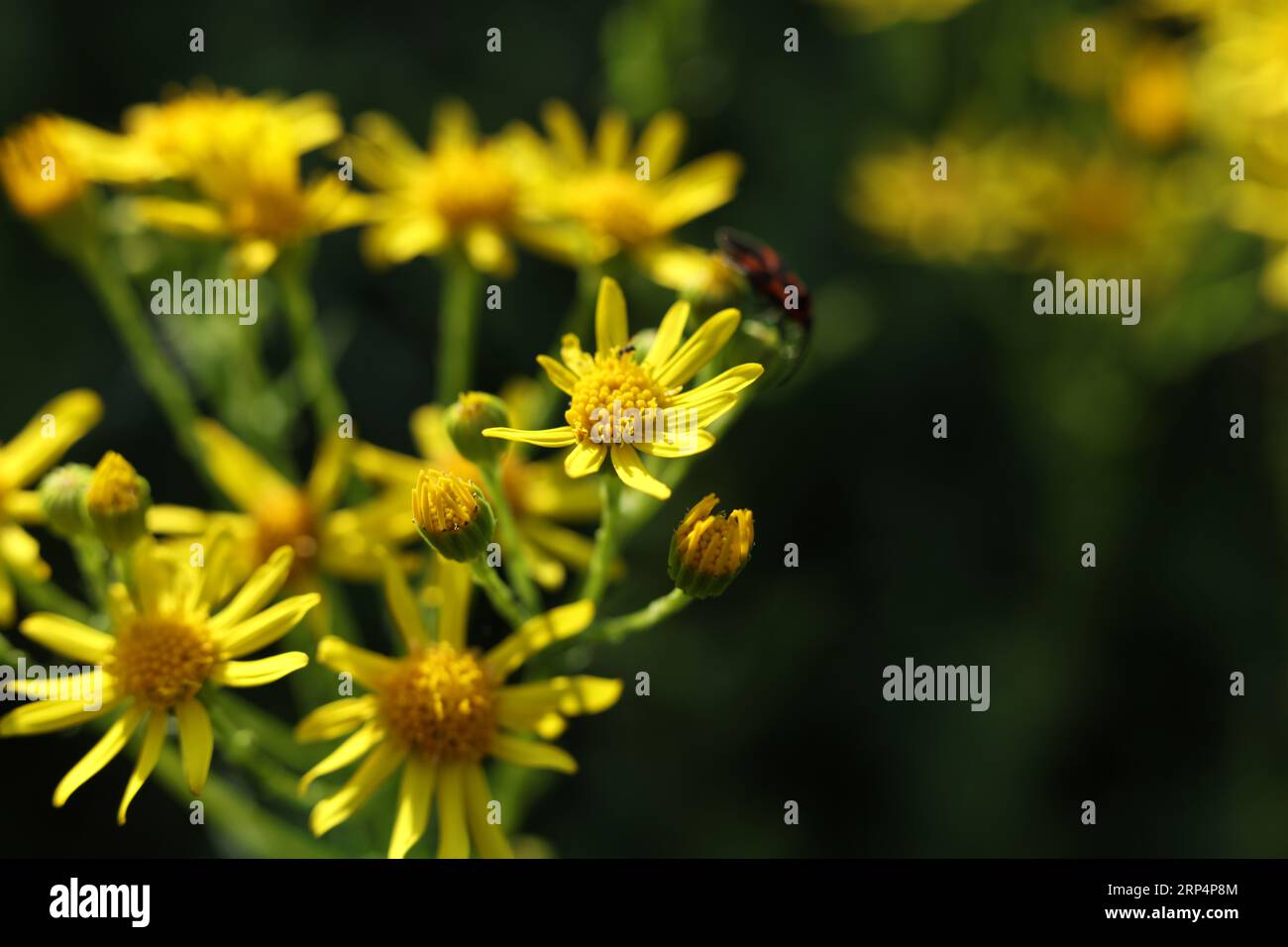 Ragwort comune, Jacobaea vulgaris, SYN. Fiore di jacobaea Senecio nel prato estivo Foto Stock