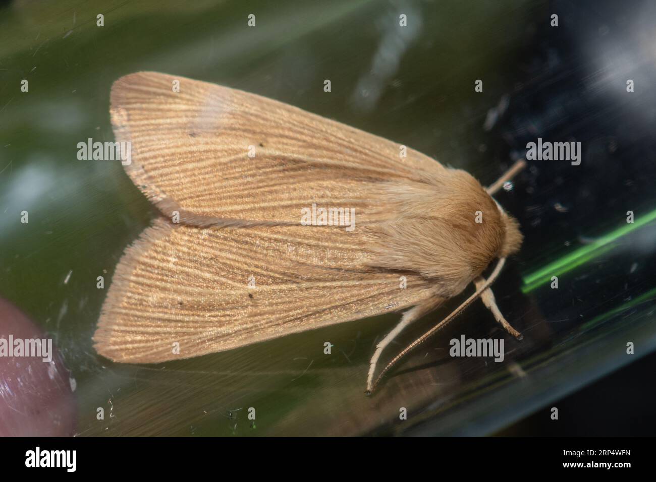 Falena comune (Mythimna pallens) catturata durante una serata di cattura delle falene, Hampshire, Inghilterra, Regno Unito Foto Stock