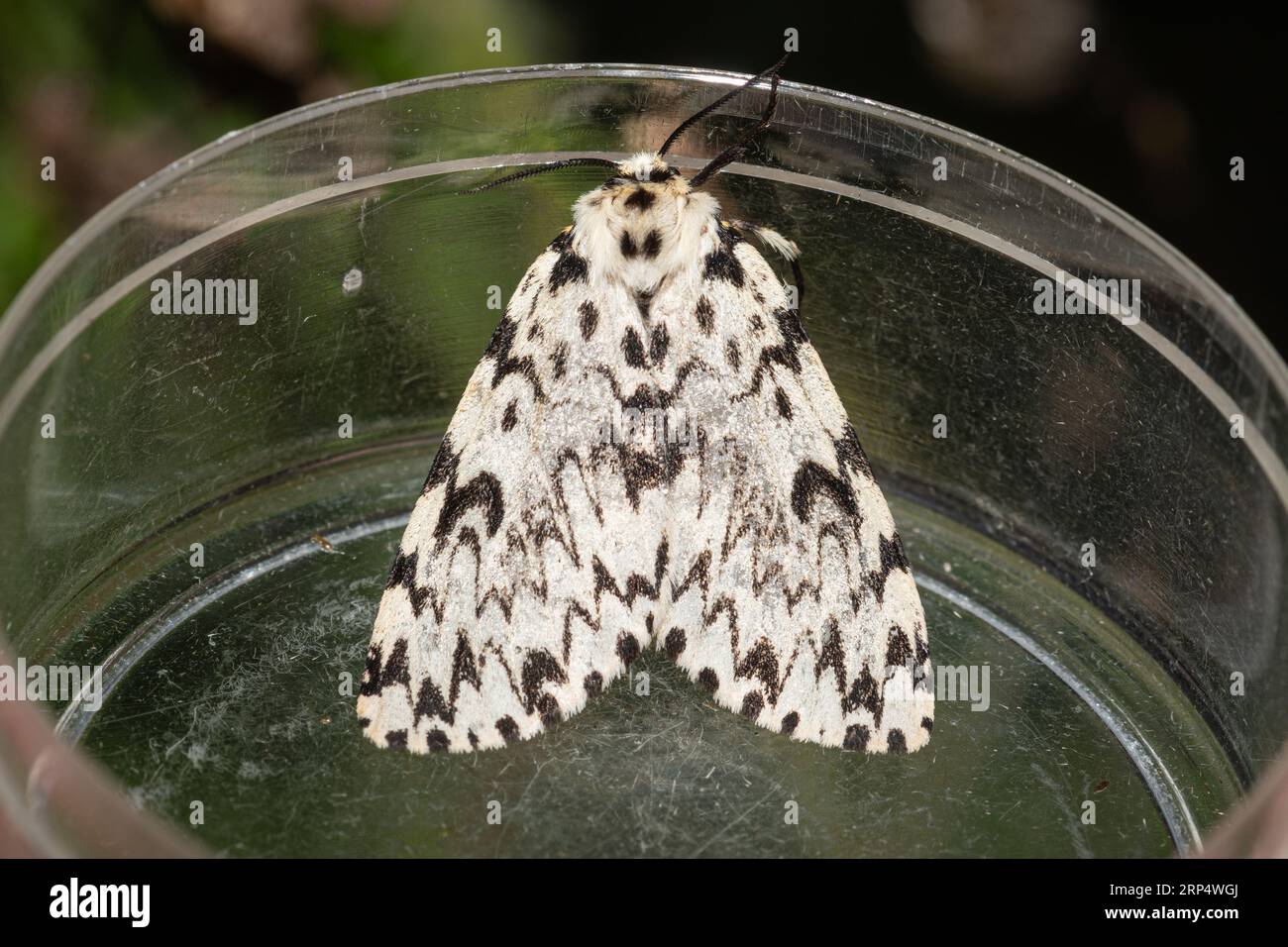 Falena ad archi neri (Lymantria monacha) catturata durante una serata di cattura delle falene, Hampshire, Inghilterra, Regno Unito Foto Stock