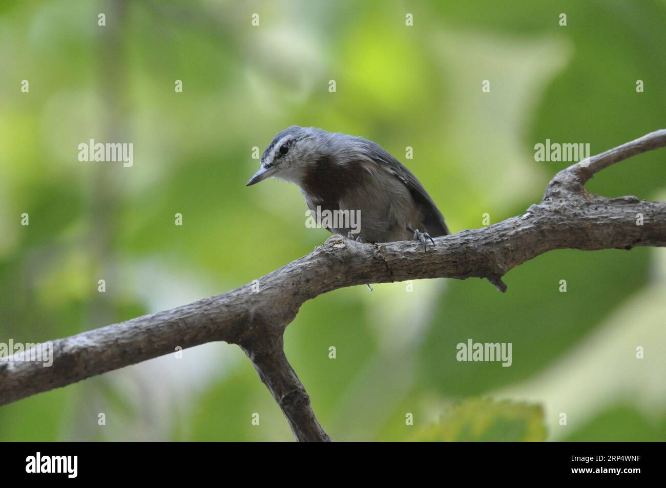 Nuthatch di Krüper ( Sitta krueperi) Foto Stock