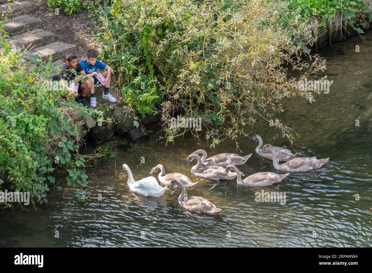 Due ragazzi che nutrono una famiglia di cigni (cigno muto Cygnus olor e diversi cigni) sul Tamigi a Staines-upon-Thames, Surrey, Inghilterra, Regno Unito Foto Stock