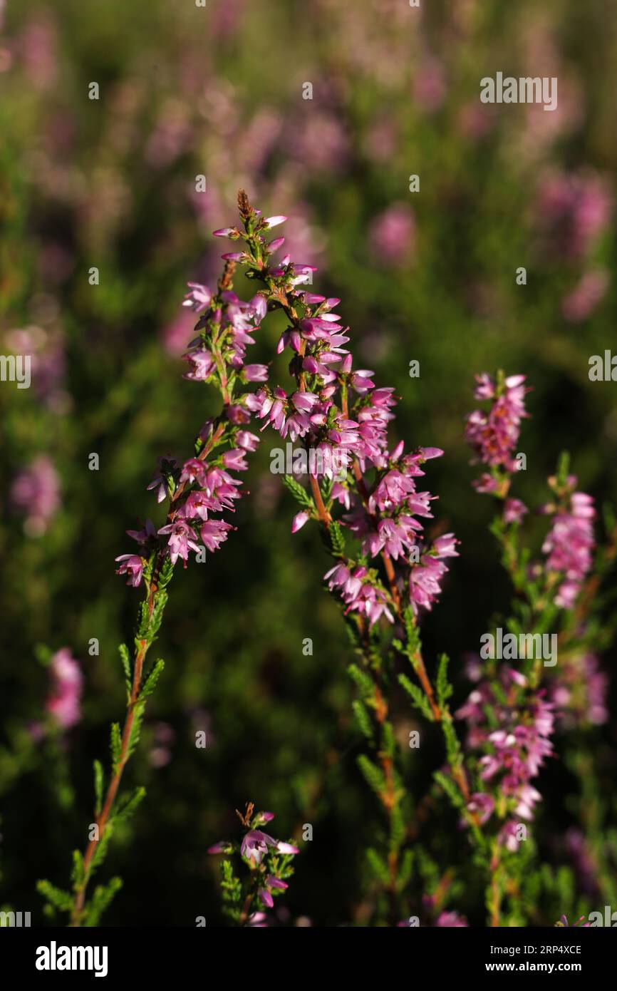 Heather calluna vulgaris herb immagini e fotografie stock ad alta  risoluzione - Alamy