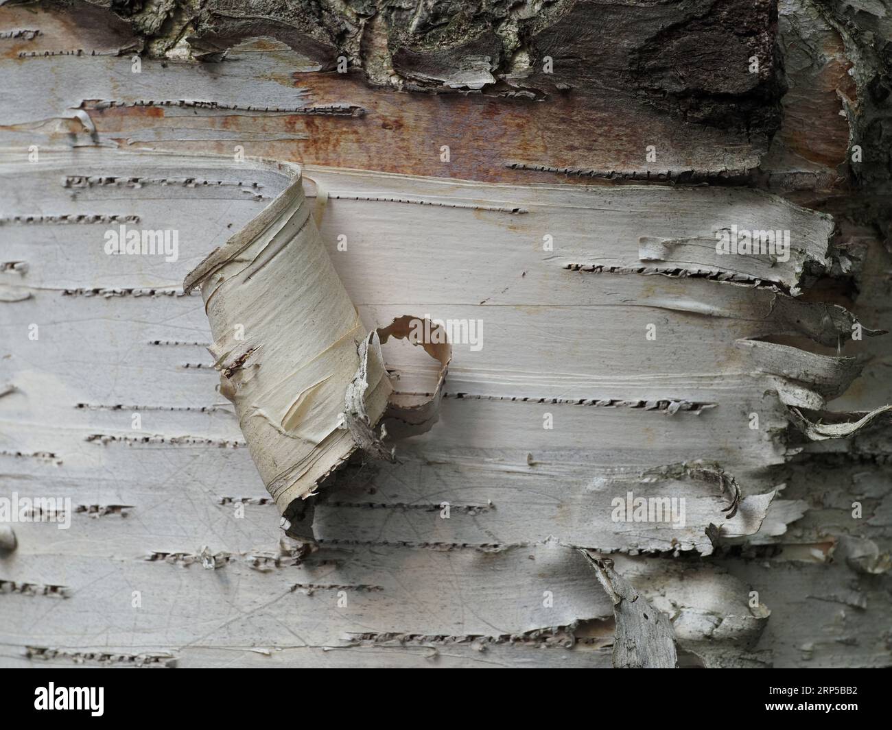 Corteccia di betulla. Nome scientifico: Betula. Famiglia: Betulaceae. Ordine: Fagales. Regno: Plantae. Foto Stock