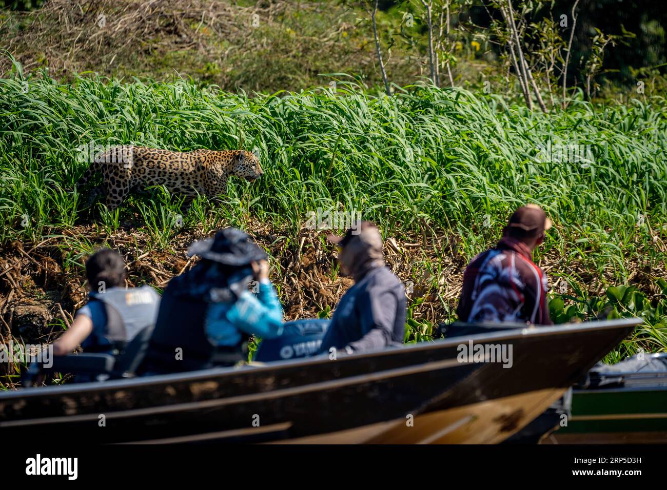 Turisti che guardano un giaguaro nel Pantanal, Btrazil. Foto Stock