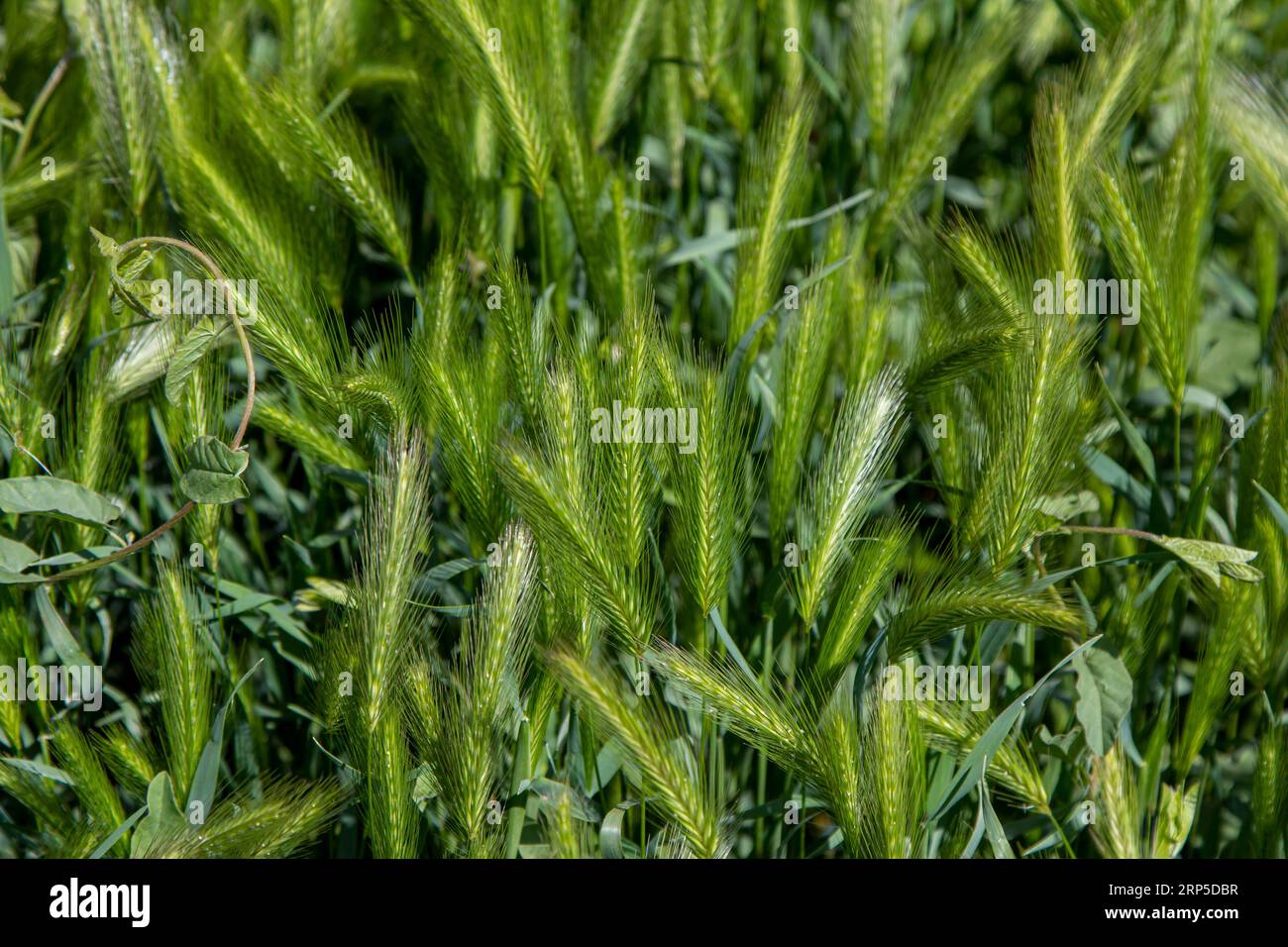 Closeup fresco verde Hordeum murinum noto anche come orzo da parete o falso orzo che cresce sul prato. Natura estiva. Foto Stock