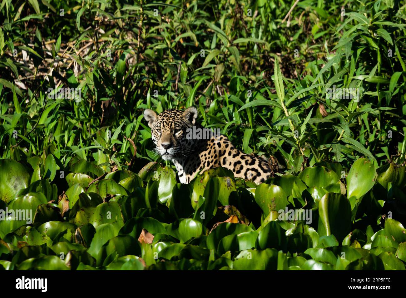 Jaguar adulto. Foto Stock