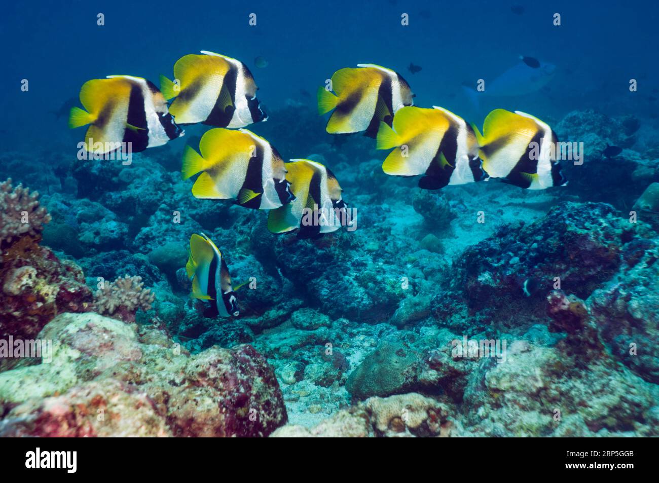 Scuola di pesce striscione mascherato (Heniochus monoceros) a riposo. Maldive. Indo-West Pacific. Foto Stock