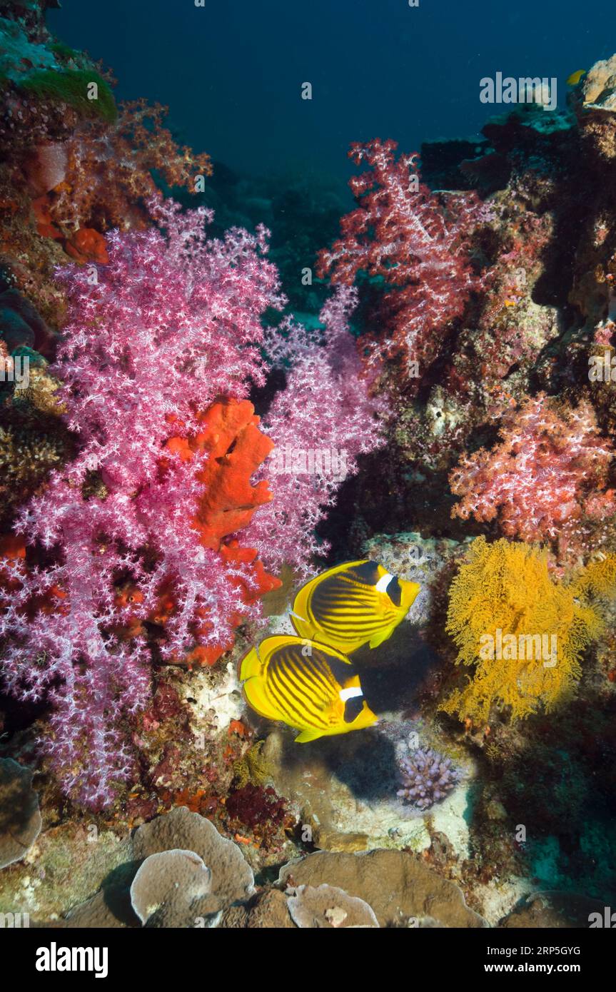 Procione del Mar Rosso (Chaetodon fasciatus) con corallo morbido. Egitto, Mar Rosso. Foto Stock