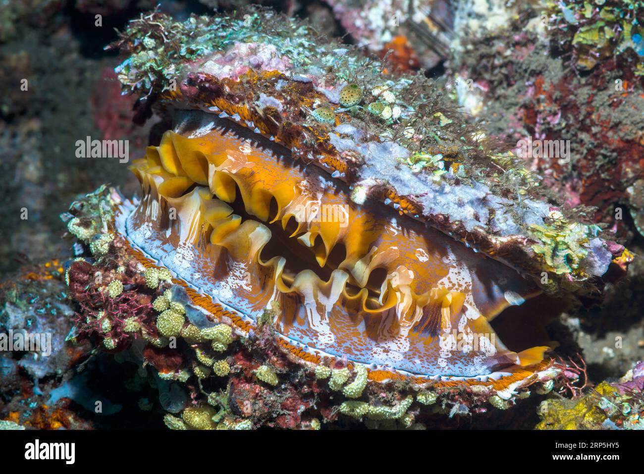 Ostrica spinosa [Spondylus varians], modello di mantello. Quando l'ostrica si chiude, il guscio sembra parte della barriera corallina. Tulamben, Bali, Indonesia. Foto Stock