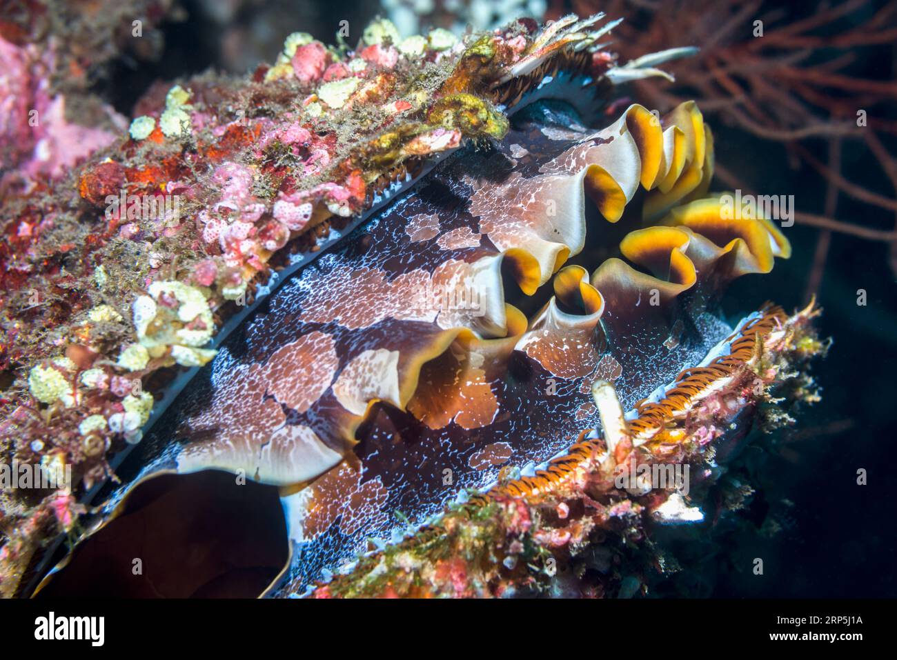 Ostrica spinosa [Spondylus varians], modello di mantello. Quando l'ostrica si chiude, il guscio sembra parte della barriera corallina. Tulamben, Bali, Indonesia. Foto Stock
