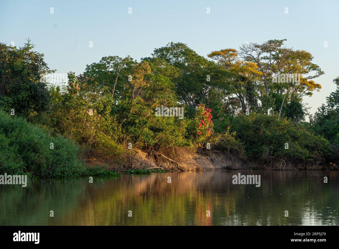 Vegetazione ripariale che mostra fiori tropicali al tramonto nel fiume Cuiaba in Brasile. Foto Stock