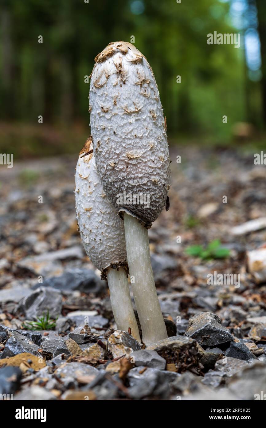 Coprinus comatus, cappello d'inchiostro sciabesco, fungo grigio bianco che cresce nel prato del parco, stagione autunnale, mattina presto sul prato Foto Stock