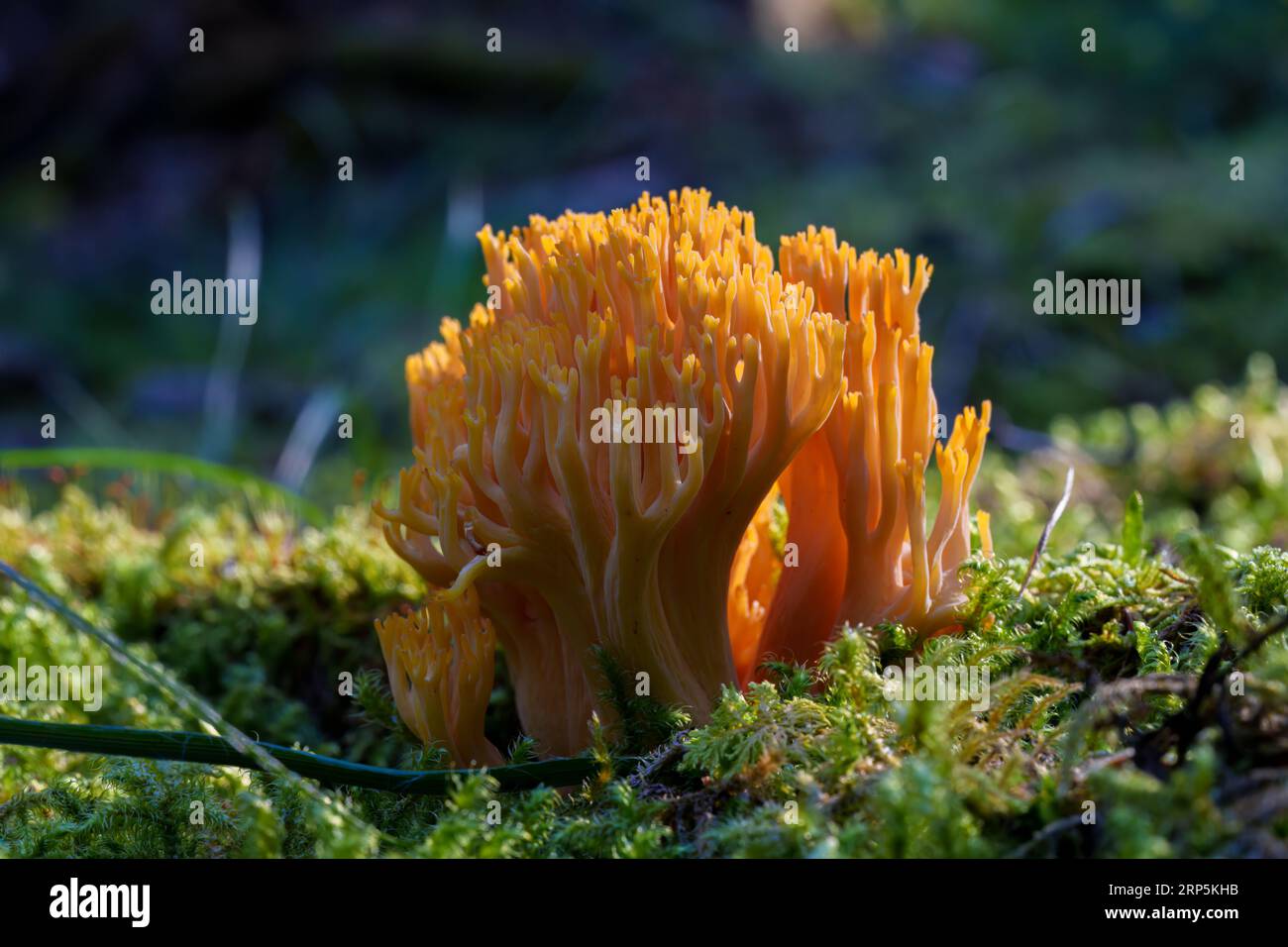 L'incredibile fungo della foresta sembra una fiamma - Calocera viscosa Foto Stock