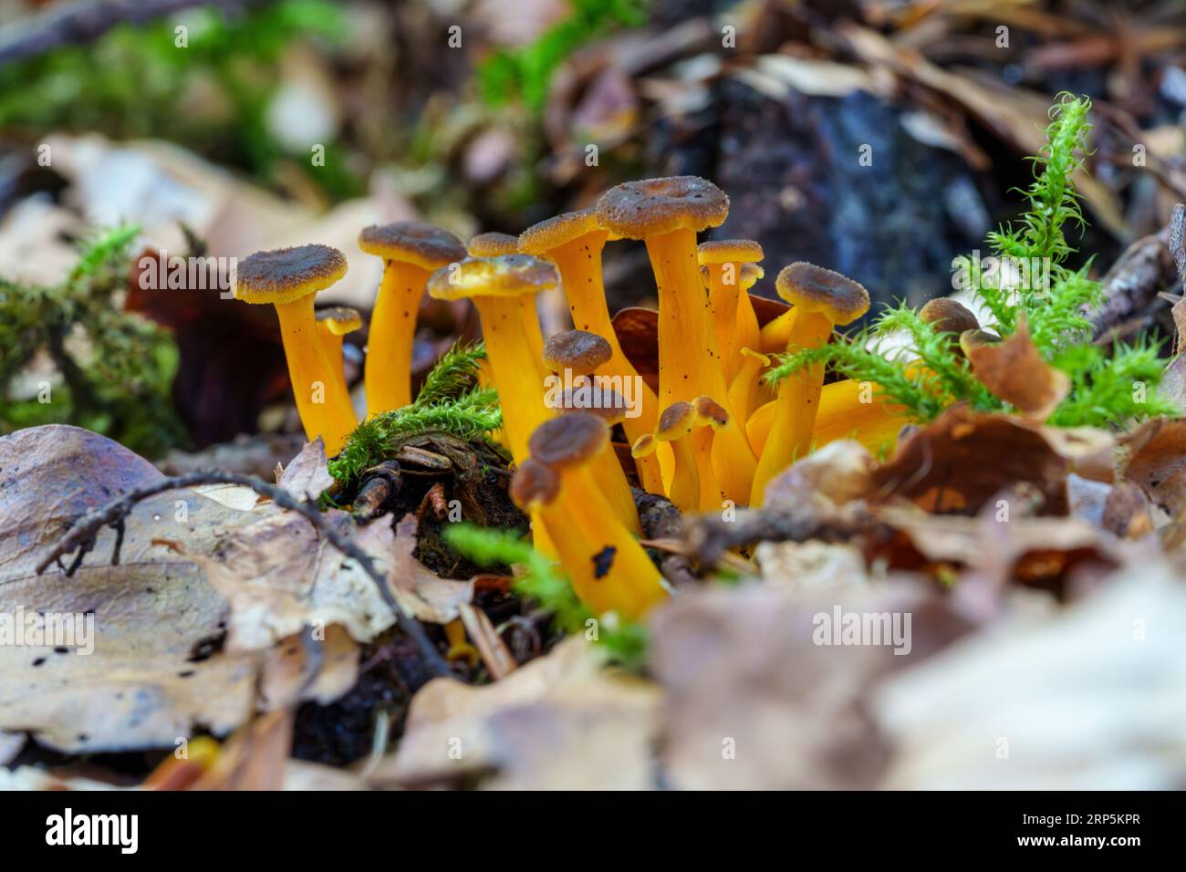 Un gruppo di piedi gialli commestibili, craterellus lutescens funghi che crescono su un pavimento di foresta mossy in una bella luce autunnale. Foto Stock