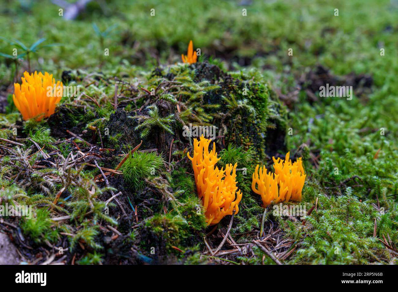 L'incredibile fungo della foresta sembra una fiamma - Calocera viscosa Foto Stock