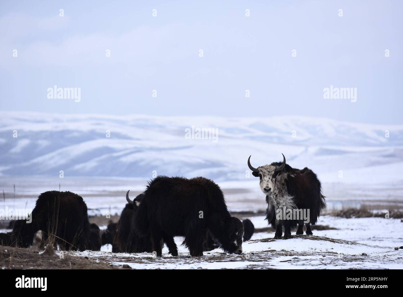 (181220) -- PECHINO, 20 dicembre 2018 -- Una mandria di yak è vista su prati innevati nella contea di Haiyan della prefettura autonoma tibetana di Haibei, provincia del Qinghai della Cina nordoccidentale, 13 aprile 2018. La National Forestry and Grassland Administration (NFGA) cinese ha stipulato un accordo con il gigante tecnologico Tencent il 19 dicembre 2018 per reprimere congiuntamente il commercio illegale di animali selvatici online. Questo è l'ultimo esempio degli sforzi compiuti dall'autorità di regolamentazione per combattere i sempre più diffusi crimini della fauna selvatica online commessi sui social media e sulle piattaforme di e-commerce. In una conferenza stampa di giugno, la polizia forestale in Cina 's Wildlife-r Foto Stock