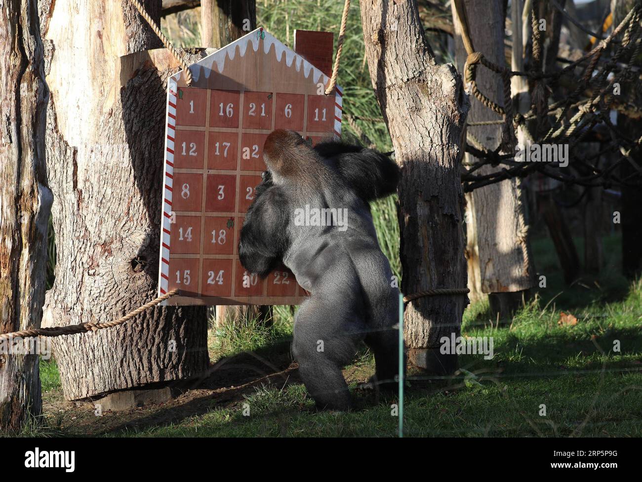 (181220) -- LONDRA, 20 dicembre 2018 -- Un gorilla si gode le delizie di un gigantesco calendario dell'avvento durante una foto di Natale al Zoological Society of London (ZSL) London Zoo, a Londra, in Gran Bretagna, il 20 dicembre 2018. I guardiani dello zoo di Londra ZSL hanno preparato alcune sorprese stagionali per i residenti dello zoo il giovedì. ) BRITAIN-LONDON-ZSL LONDON ZOO-CHRISTMAS TREAT ISABELXINFANTES PUBLICATIONXNOTXINXCHN Foto Stock