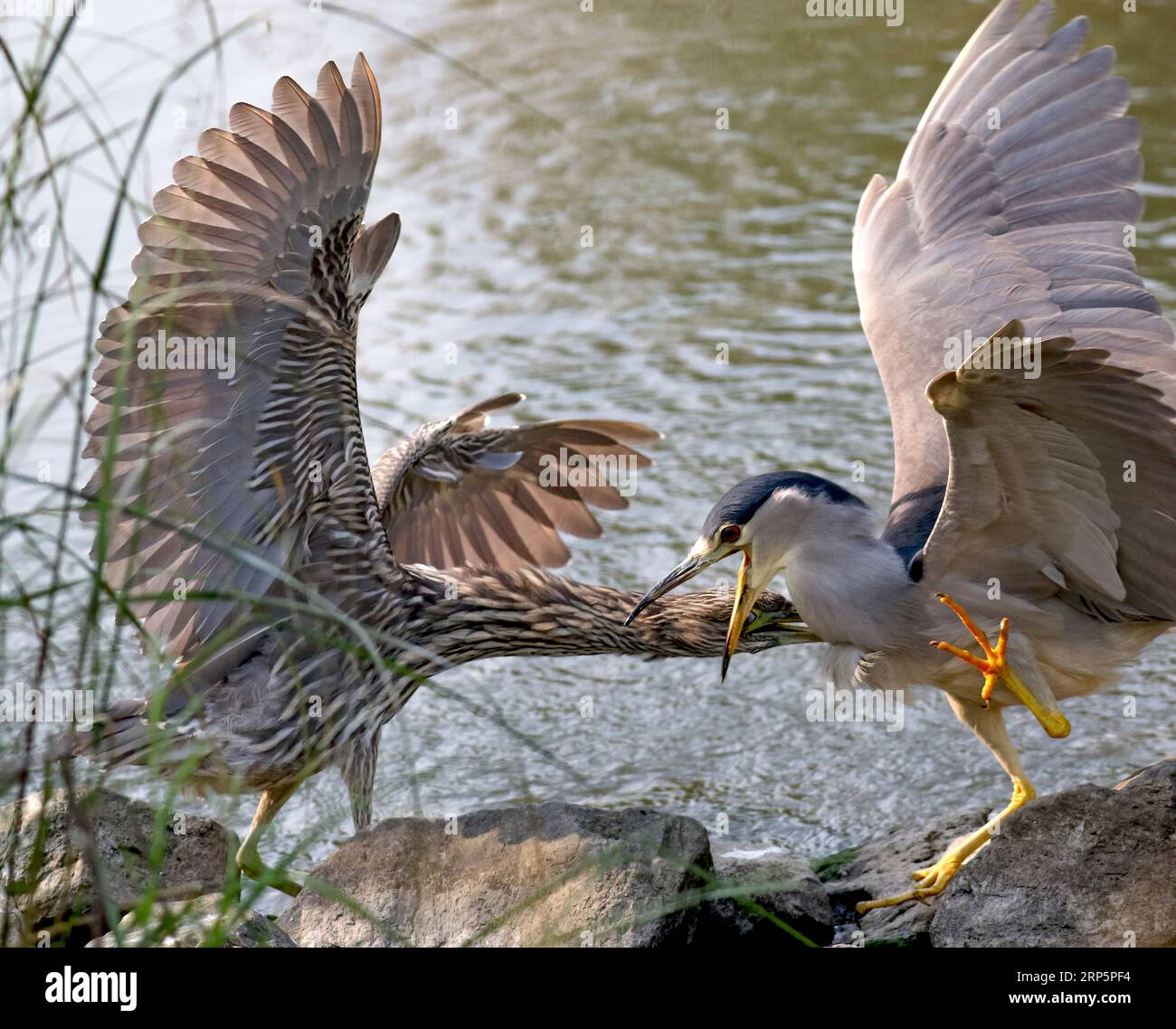 Un giovane Heron notturno dalla corona Nera affonda in avanti e morde un altro giovane adulto mentre combatte per un ottimo posto di pesca vicino al torrente. Foto Stock