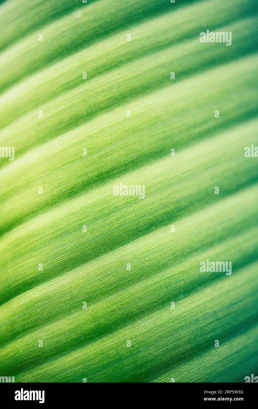 Immagine macro della foglia testurizzata di una pianta verde Foto Stock