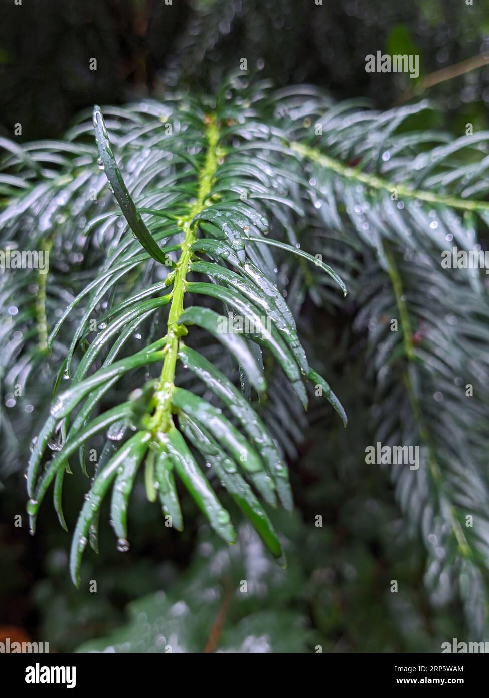 Questa immagine presenta una pianta verde vibrante con goccioline di pioggia sulle foglie Foto Stock