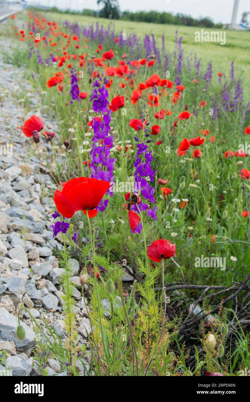 larkspurр viola, piccola camomilla bianca e fiori di papavero rosso che fioriscono all'inizio dell'estate in un campo vicino alla strada in Bulgaria. Immagine verticale con S Foto Stock