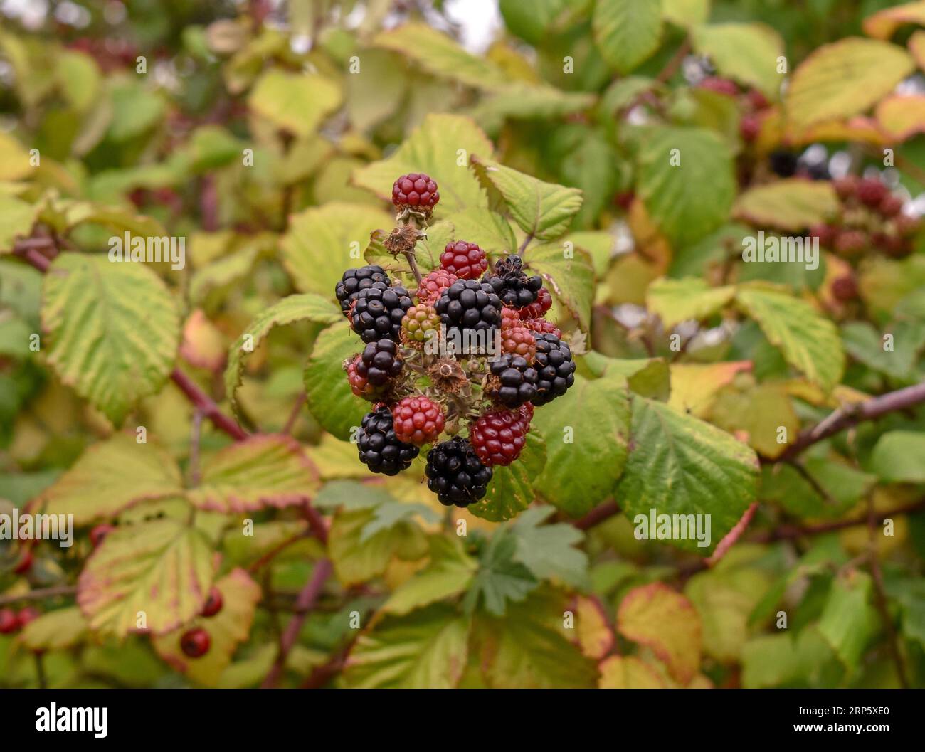 Un piccolo branco di bacche nere che crescono sul Bramble Bush in Galles. Foto Stock