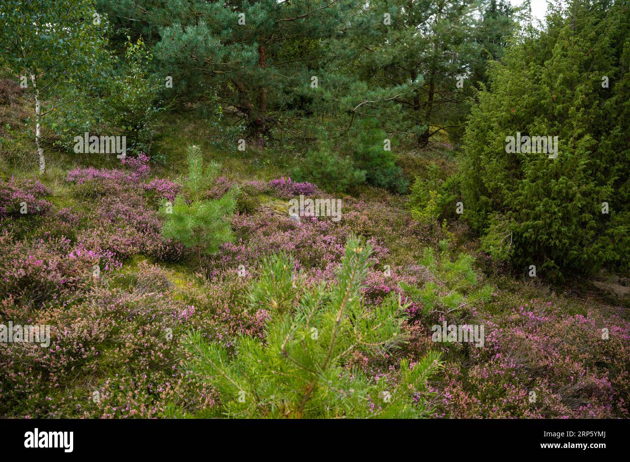 Splendido paesaggio erica con erica in fiore a Lüneburger Heide, Germania Foto Stock