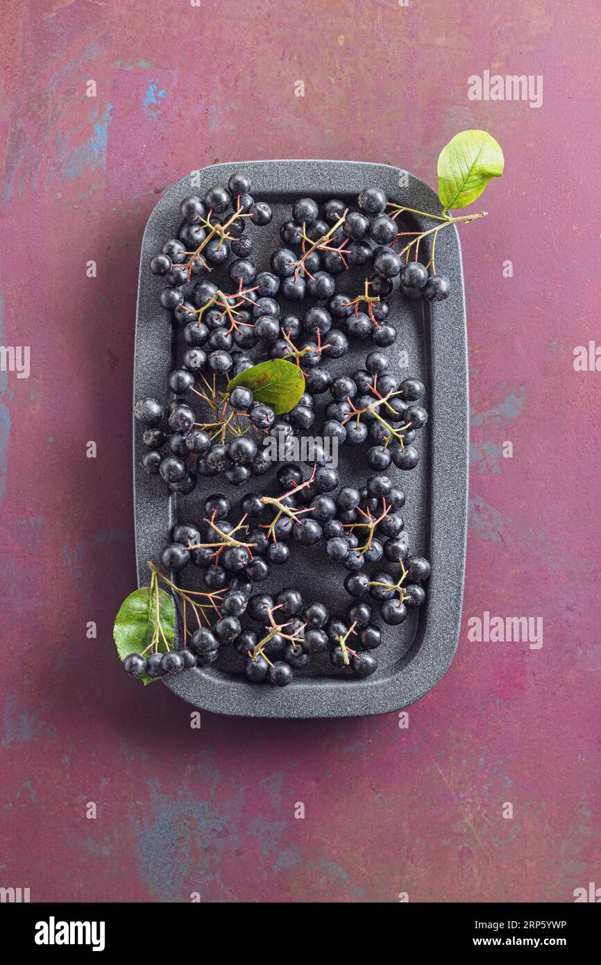 Bacche di aronia appena raccolte con foglie Foto Stock