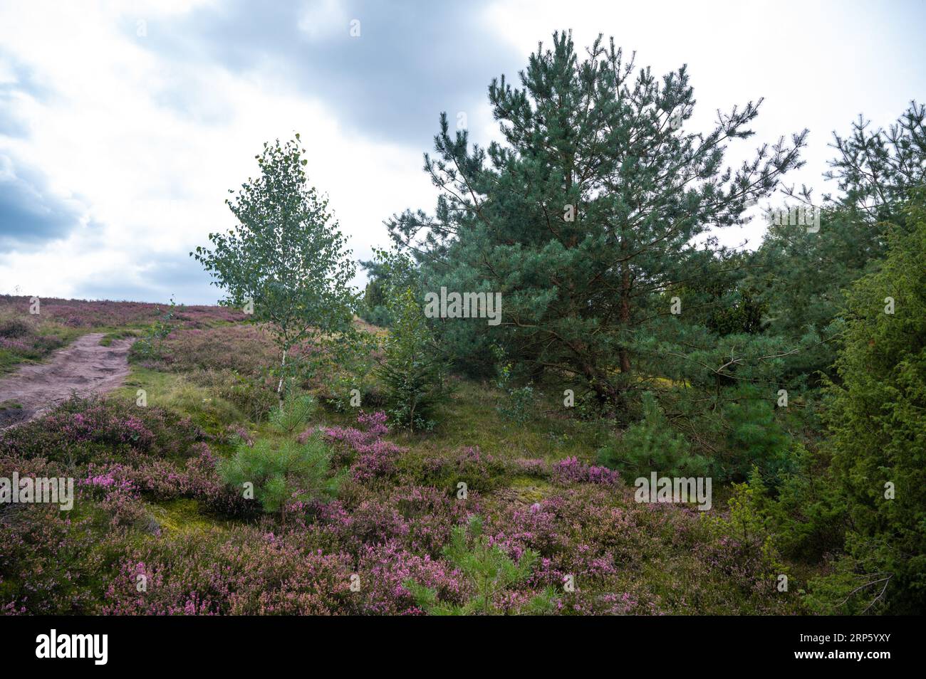 Splendido paesaggio erica con erica in fiore a Lüneburger Heide, Germania Foto Stock