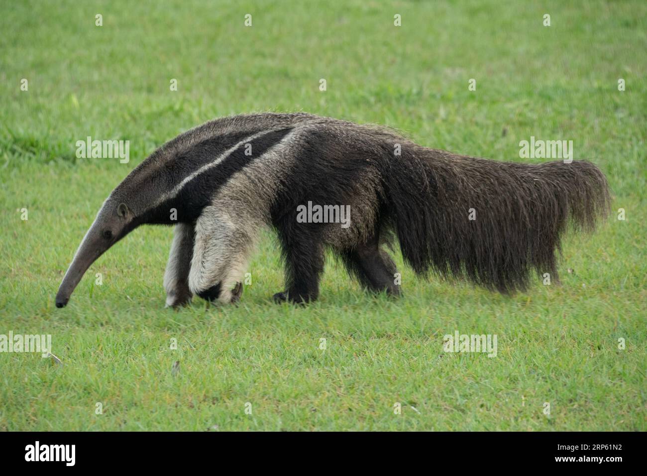 Mangiatore di formiche giganti in cerca di termiti in un'area erbosa nel Pantanal in Brasile. Foto Stock