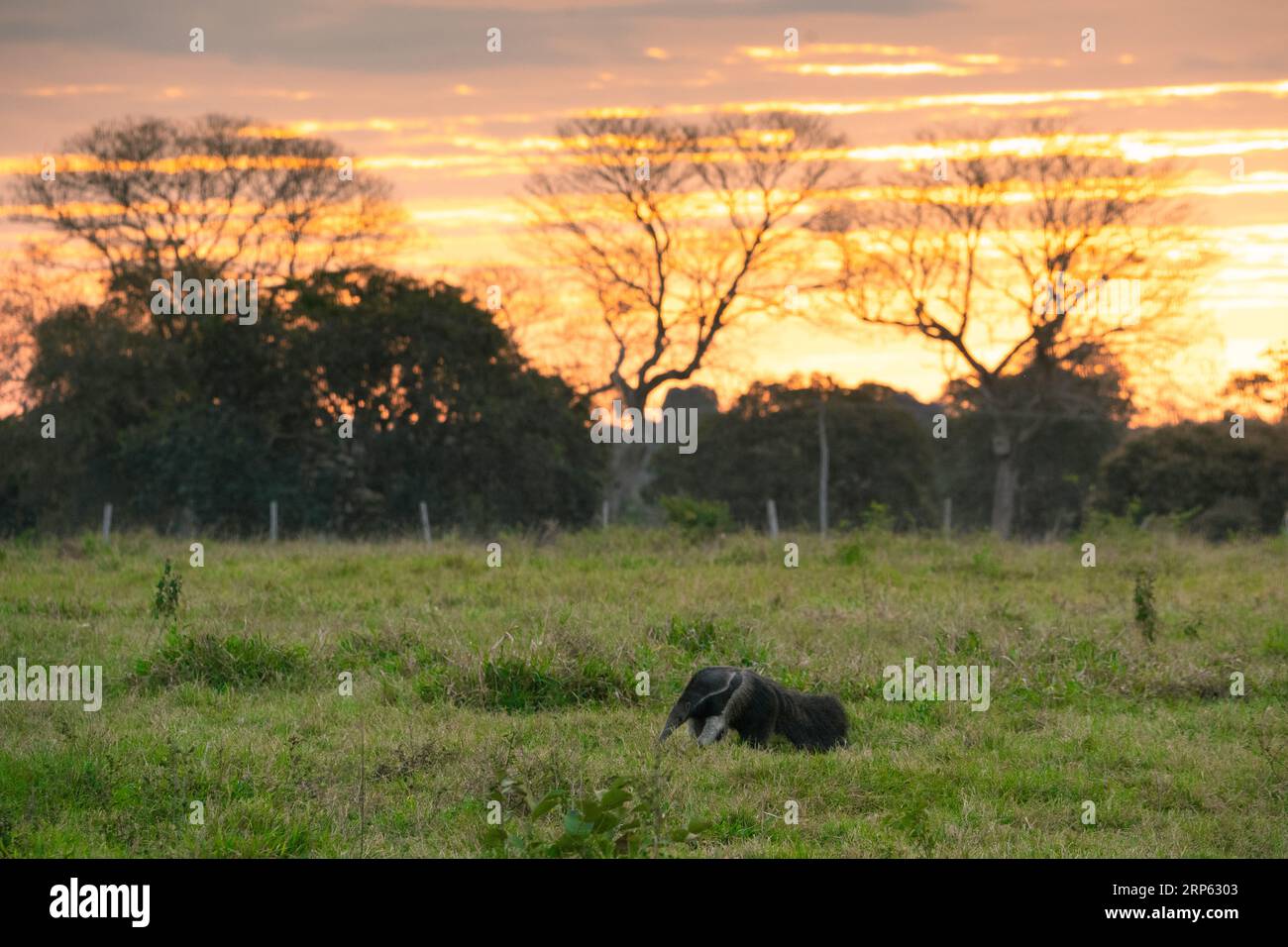 Mangiatore di formiche di Ginat che si nutre su un campo da campeggio al tramonto nel Pantanal in Brasile. Foto Stock