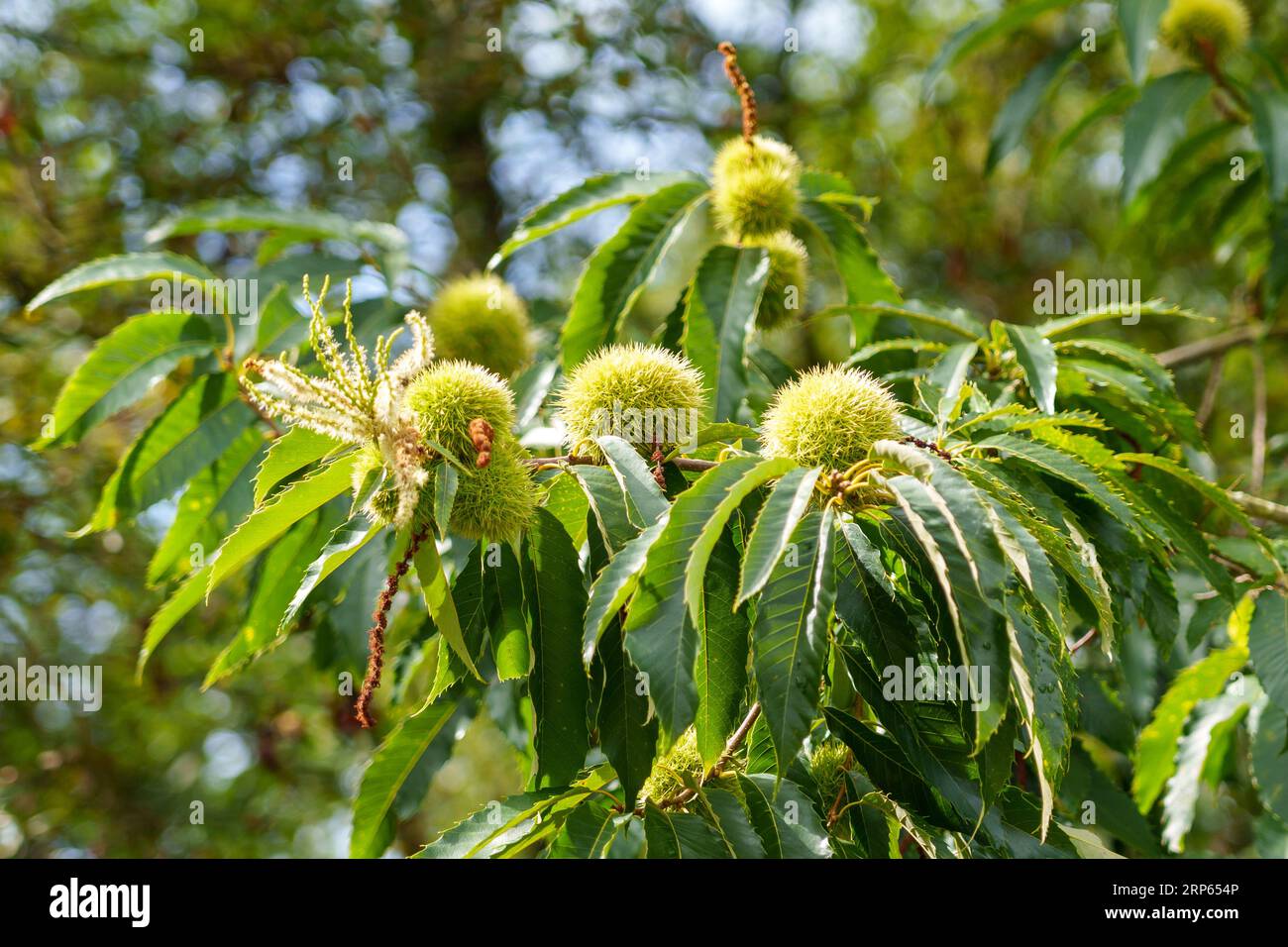 Dolce frutto di castagno su Castanea sativa con vegetazione lussureggiante Foto Stock