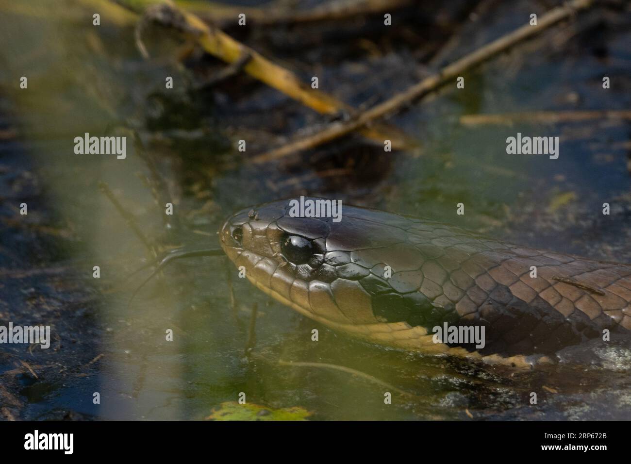 Dettaglio di un Anaconda in Brasile. Foto Stock