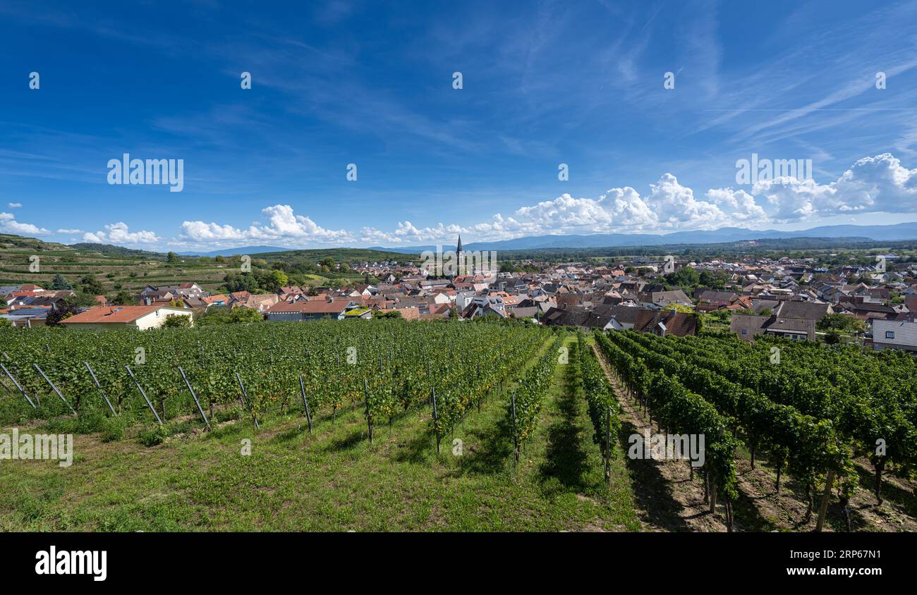 Vista sulla città vinicola di Ihringen, Kaiserstuhl (Vogtsburg). Pianura del Reno, Baden Wuerttemberg, Germania, Europa Foto Stock