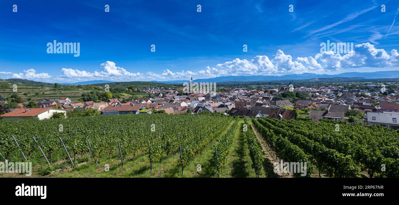 Vista sulla città vinicola di Ihringen, Kaiserstuhl (Vogtsburg). Pianura del Reno, Baden Wuerttemberg, Germania, Europa Foto Stock