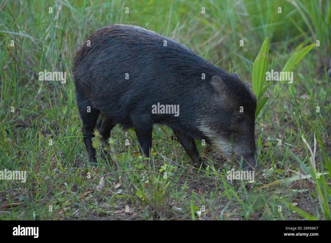 Peccaria con collo adulto nelle zone umide brasiliane. Foto Stock