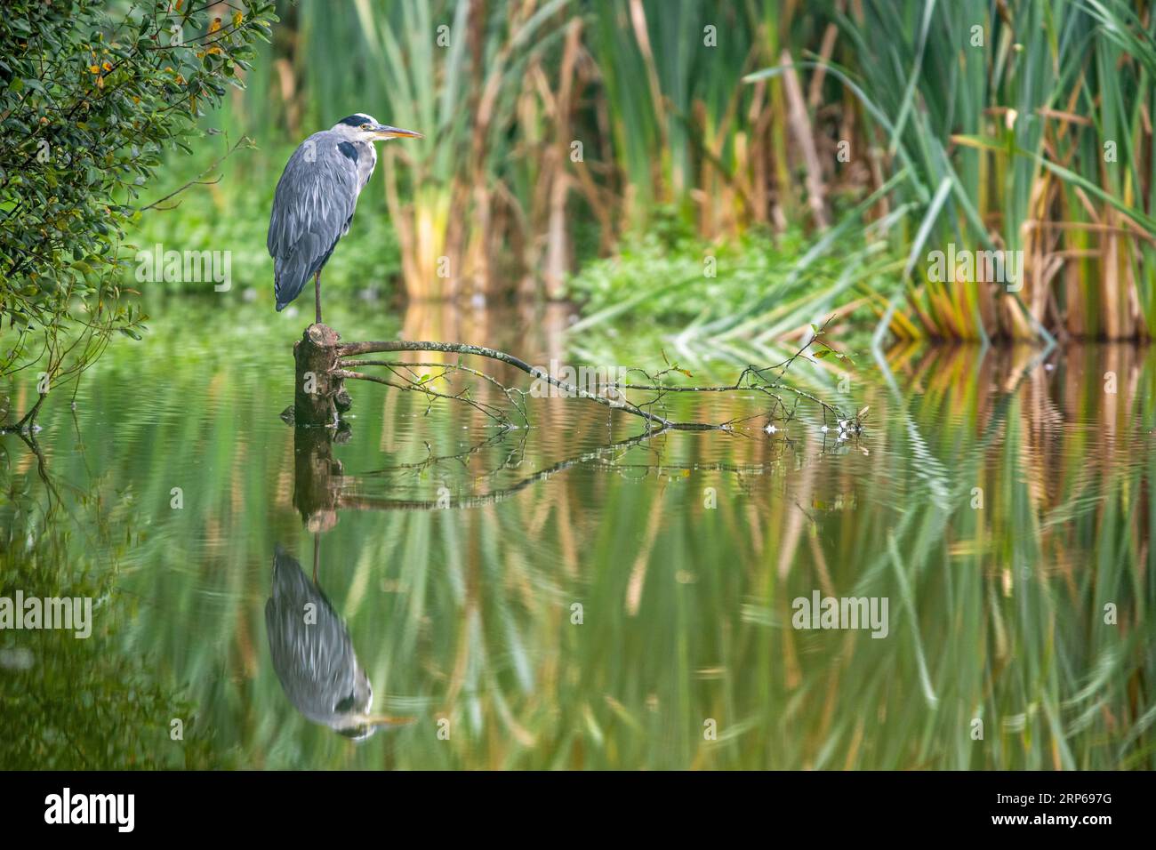 Heron grigio, Ardea cinerea uccello nell'habitat Foto Stock
