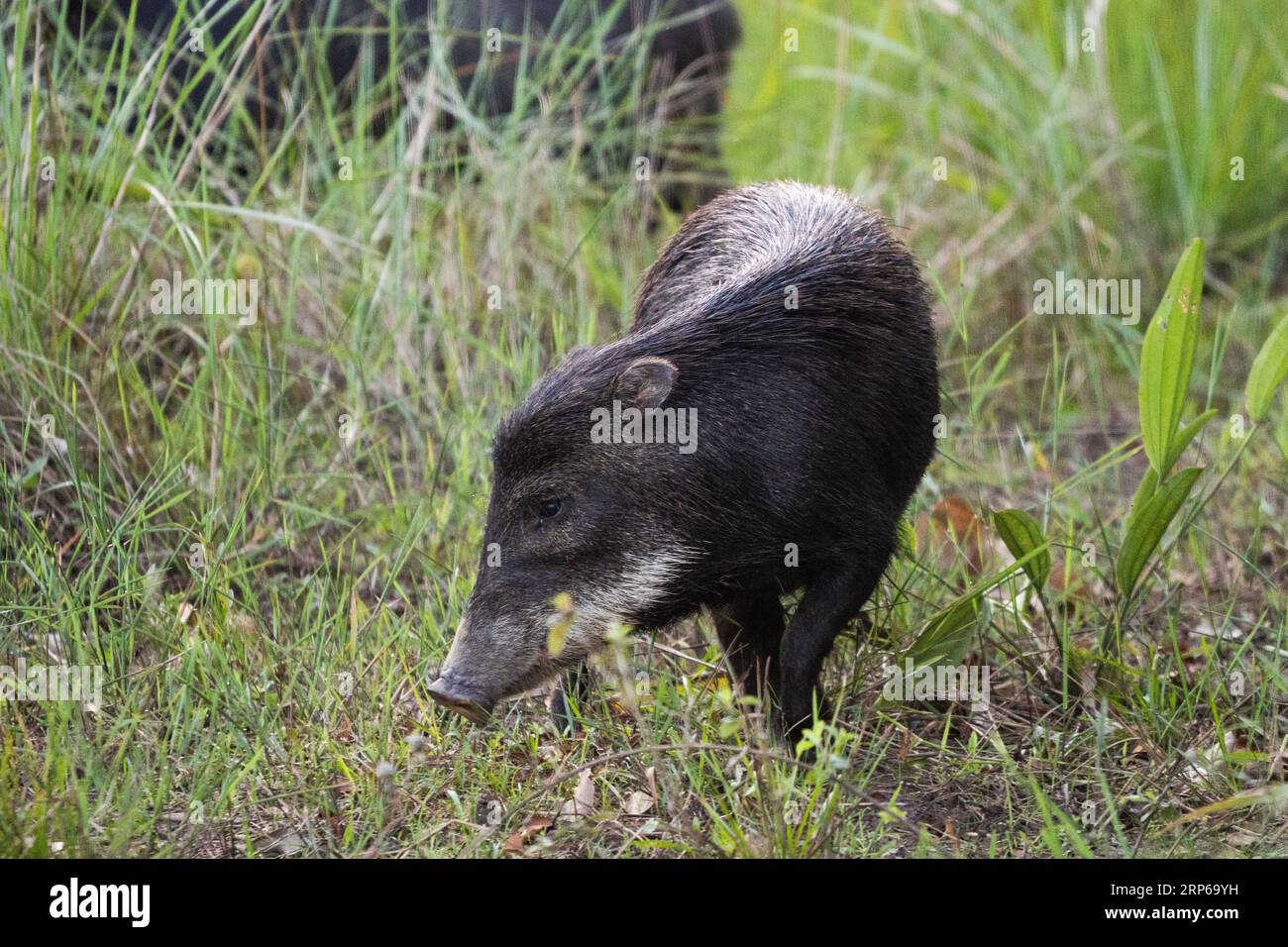 Raccolta di peccary con colletto nel Pantanal brasiliano. Foto Stock