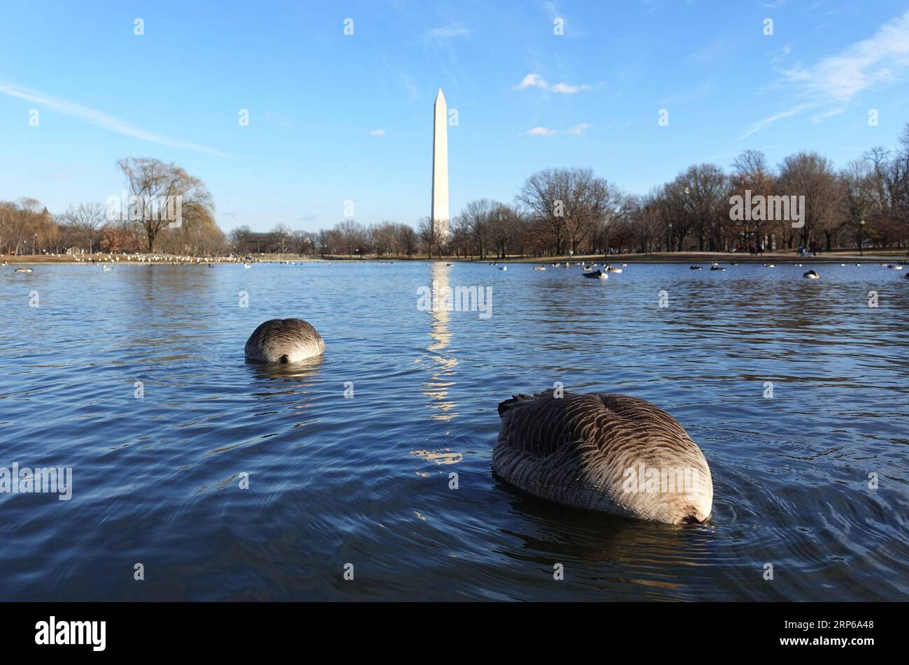 (190107) -- PECHINO, 7 gennaio 2019 -- due oche selvatiche foraggiano in un lago presso i Constitution Gardens a Washington D.C., negli Stati Uniti, 6 gennaio 2019. Durante la chiusura del governo degli Stati Uniti, per la maggior parte dei parchi nazionali, non ci saranno servizi per i visitatori forniti dal National Park Service, come servizi igienici, raccolta rifiuti, strutture o manutenzione stradale. ) XINHUA FOTO DEL GIORNO LiuxJie PUBLICATIONxNOTxINxCHN Foto Stock